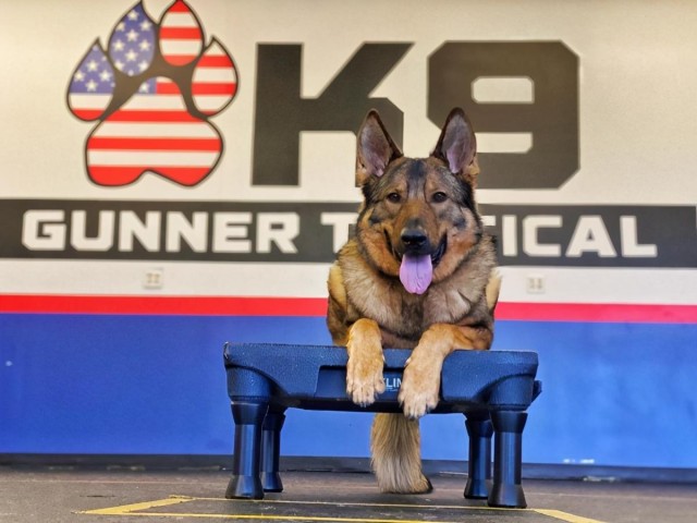 警犬凶起来像恶狼，下班回家却秒变奶爸：对小孩子百般忍让