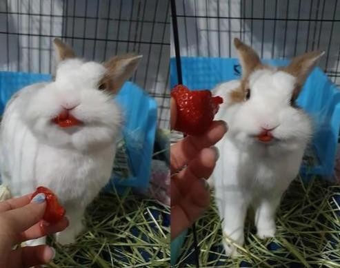 兔子吃完草莓后，秒变红唇，网友：看上去真的很想亲