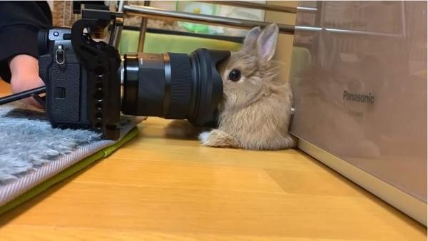 兔子早就习惯了镜头，让主人靠近也不反抗，只是眼神生无可恋
