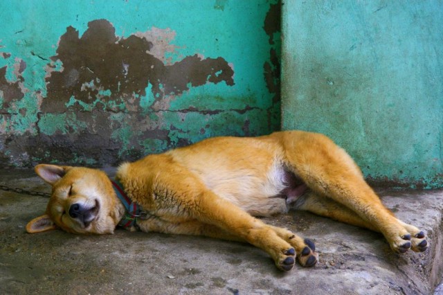 来自韩国的国宝犬种曾经在奥运开幕式出现它们的名字叫珍岛犬