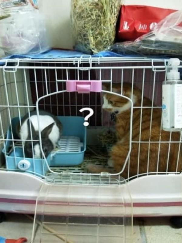 猫咪明明怕兔子，却赖在兔笼里不走！一会儿后求着主人放它出来