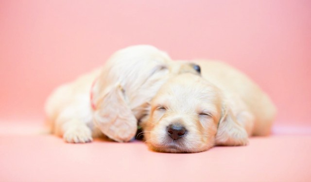 小狗出生时为什么眼睛闭着？狗的情况如何？
