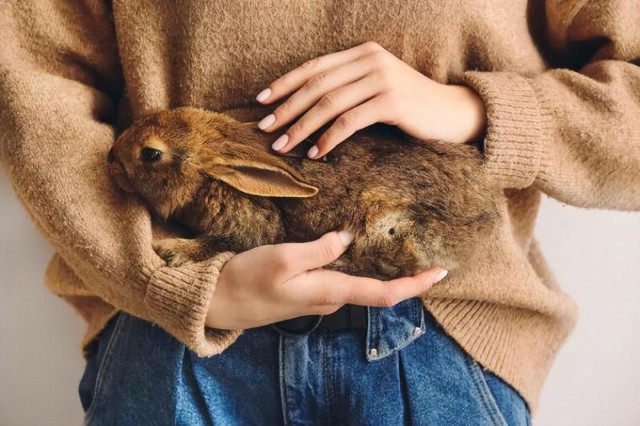 为什么兔子是好宠物？12 个惊人的理由