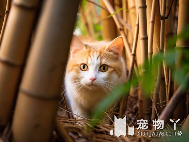 太原喜猫喜狗宠物店，是宠物美容的首选吗？