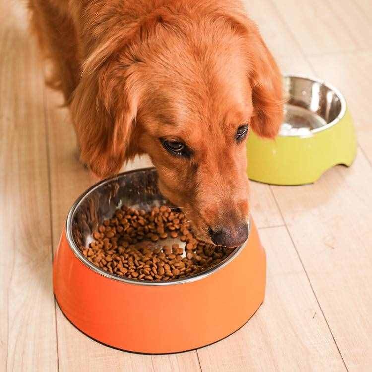 什么狗粮最适合金毛狗吃？