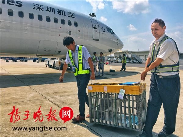 犬类宠物打“飞的” 南京禄口机场推出犬类宠物货运托运服务