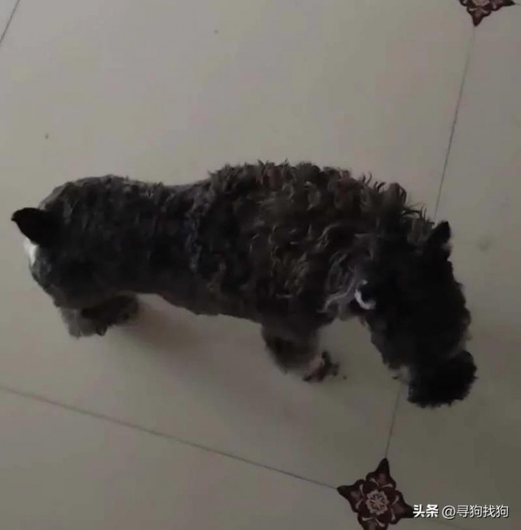 沈阳市浑南区1000寻找雪纳瑞犬