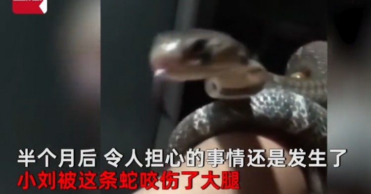 哈尔滨一男子把眼镜蛇当宠物养，还睡在一起，被咬后表示不养