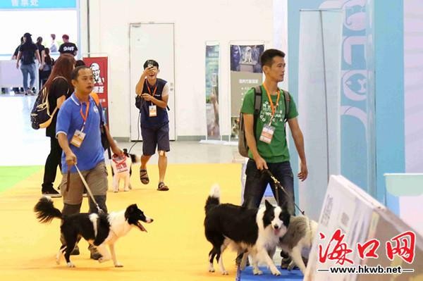 国际宠物博览会在海南举行 世界名犬陪你“闹”国庆