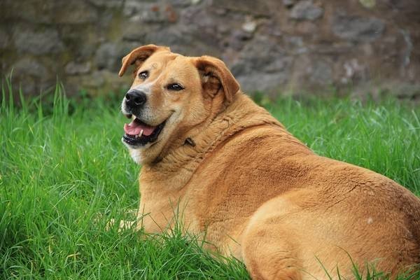 狗狗“胰腺炎”吃什么牌子的低脂狗粮？