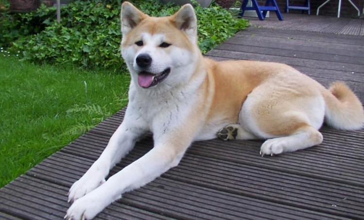 价格昂贵的五种品种犬：秋田犬上榜，首先与哈士奇有些关系