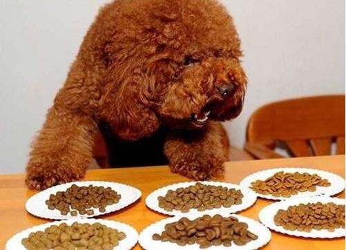 贵宾犬吃什么狗粮最好？