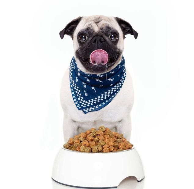 狗狗吃什么狗粮最好？狗狗吃“对”狗粮很重要！