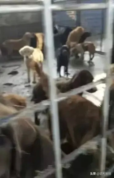 震惊！屠宰场救出141只狗狗，全是金毛、哈士奇等品种犬