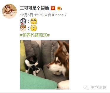 王思聪爱犬、狗生赢家竟被一只小土猫降服了？！