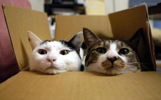 猫咪喜欢“纸箱”的5大原因，网友：双十一的快递箱有用了