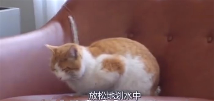 咖啡厅里的猫咪是哪来的铲屎官投喂几天后橘猫竟承包了整家店