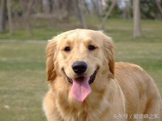 主人带爱犬逛街，中途狗狗停住了脚步，原因很暖心