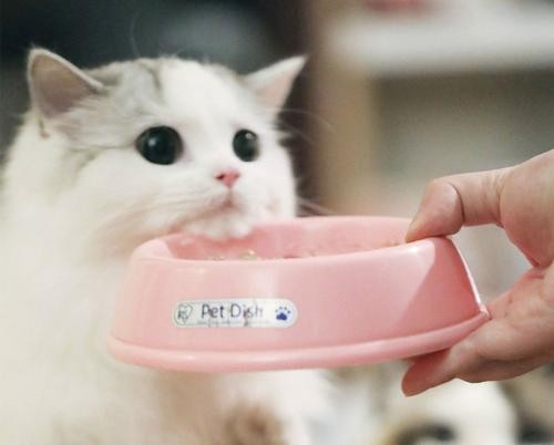 猫挑食，不吃猫粮，怎么办？