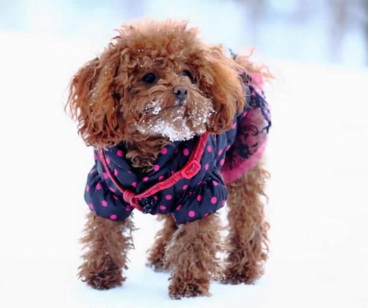 冬季，狗狗一天要喂多少顿才合理？