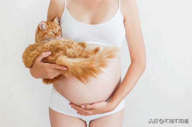 怀孕的时候扔掉宠物？猫和狗传播人类弓形虫并不容易