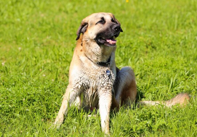 犬种百科之安纳托利亚牧羊犬