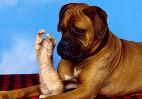 猫和狗谁更能认清主人，谁更忠诚，家有两宠更清楚