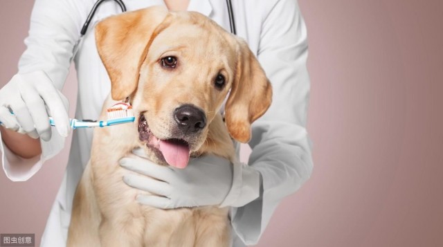 狗狗换牙期我们要注意些什么？主人需要怎么做，才能让狗狗健康