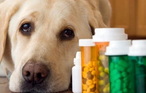 宠物生病能不能给它吃人的药，有些方法可能会害了自己家的宠物