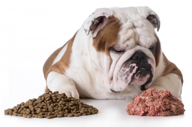 怎样喂狗粮，一次喂多少？