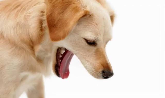 狗狗吐黄水是怎么回事？如何帮助狗狗？