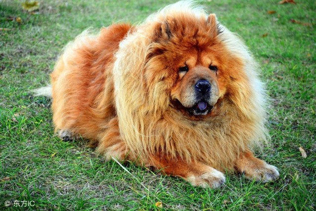 中国最古老的犬种之一松狮犬，带它回家的5个理由！