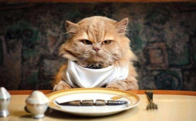 猫咪不爱吃猫粮，都是因为你宠坏它了