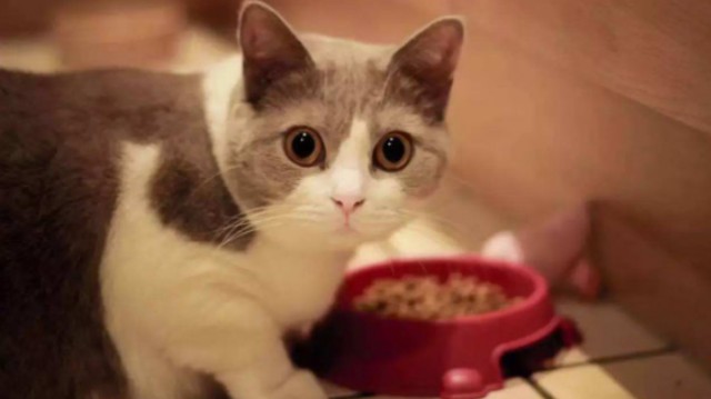 怎样选出优质猫粮？选择什么猫粮品牌好？