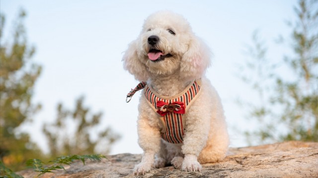 分享！谈谈比熊犬的优缺点，建议在开始之前先看一下