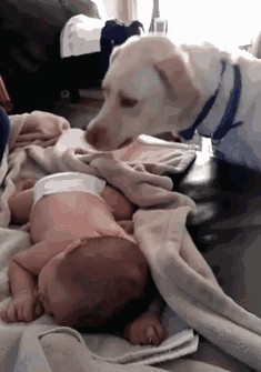这只狗特别照顾婴儿，因为他是未来的铲屎官？有两个真正的原因