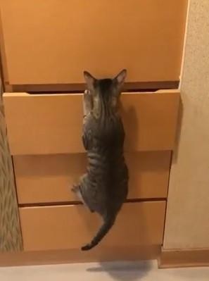 猫躲在柜子里，虎斑猫双腿一蹬打开柜子，你看我找到你了