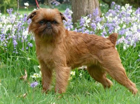 星球大战丘巴卡的原型，看着熟悉但罕见的犬种，布鲁塞尔格林芬犬