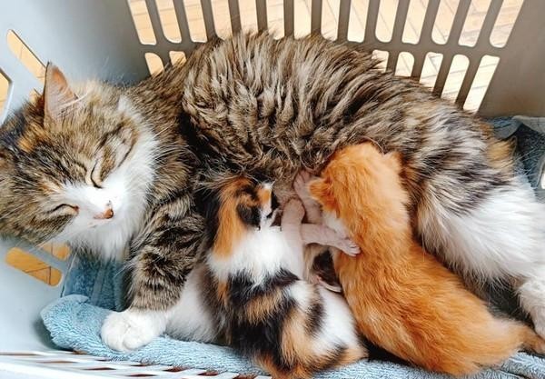 土耳其结扎母猫还在喂奶，把小猫宠到八个月大，只是因为害怕失去
