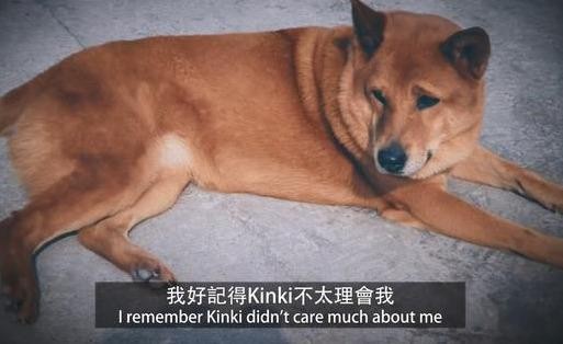 17岁的中华田园犬视力完全丧失，在主人面前呼出最后一口气后去世