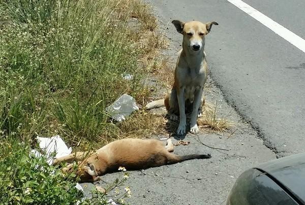 狗宝宝死后倒在路边，狗妈妈陪着它晒太阳，不吃不喝不肯离开