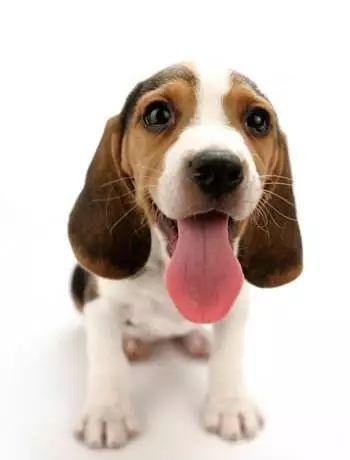 可爱乖巧的比格犬，竟是被当成实验犬最多次的狗狗，好心疼！