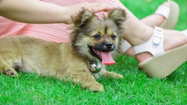 关于狗狗吐舌头的原因，你了解多少？你是合格的铲屎官吗？