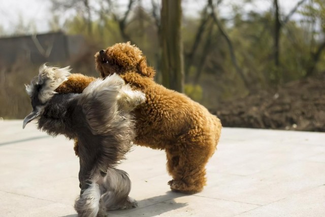 比起泰迪犬为何养雪纳瑞的人比较少