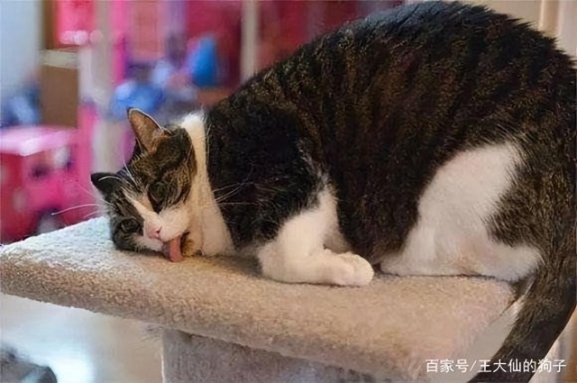 猫吃猫薄荷会上瘾吗有害吗养猫家庭必看