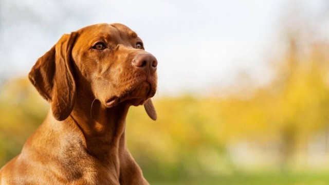 维兹拉犬，国内极为罕见的犬种，智商与体力的完美结合！