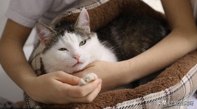 科学唠叨：为什么猫总能在第一时间知道你醒了？