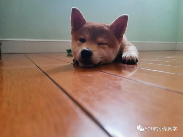 柴犬要训练吗要！怎样训练效果最好