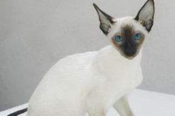 暹罗猫：世界上最著名的短毛猫品种之一(起源于暹罗)