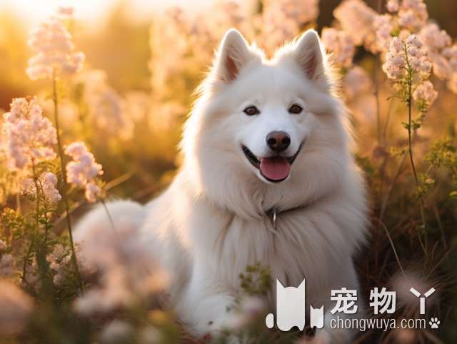 双11宠物节，南京宫之宠CKU犬舍直营，有没有适合小狗的粮食?